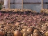 onions curing